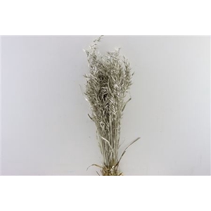 Dried Avena Platina Bunch