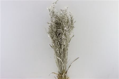 Dried Avena Platina Bunch