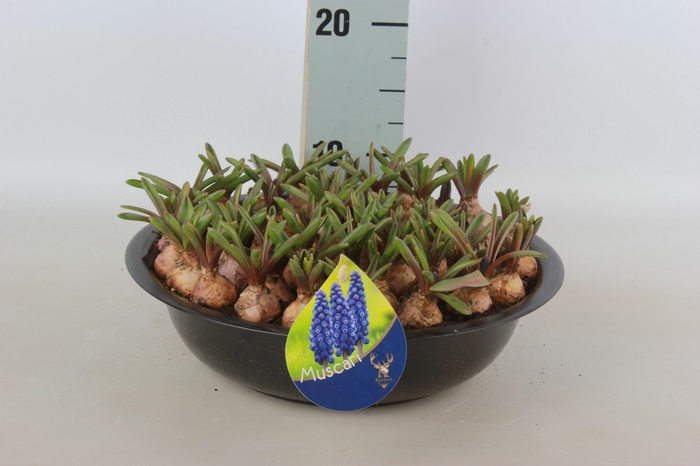 <h4>ARR MUSCARI</h4>