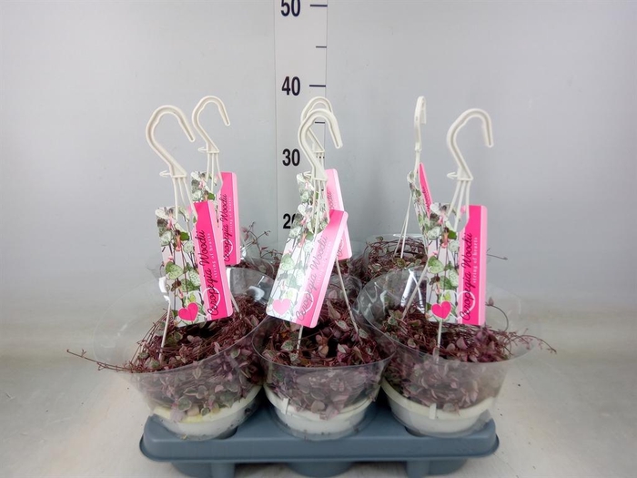 <h4>Ceropegia woodii 'Variegata'</h4>