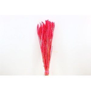 Dried Triticum Bleached Cerise Bunch