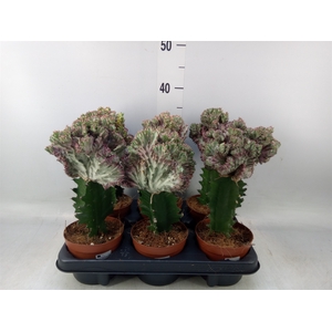 Euphorbia lactea