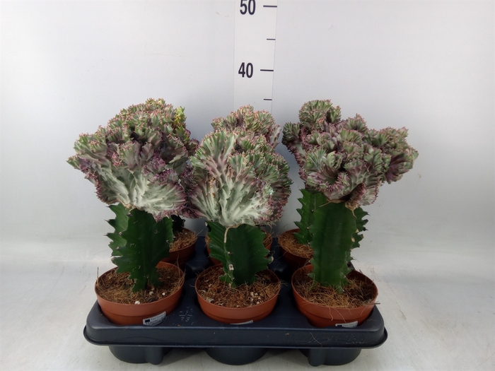 <h4>Euphorbia lactea</h4>