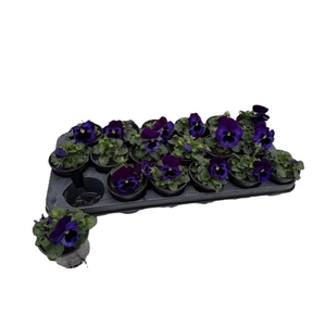 VIO CO D BL PUR WING