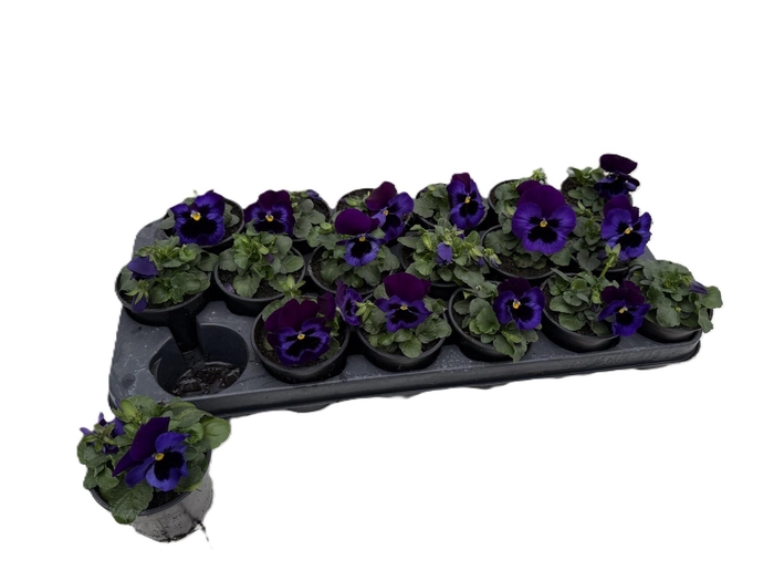 <h4>VIO CO D BL PUR WING</h4>