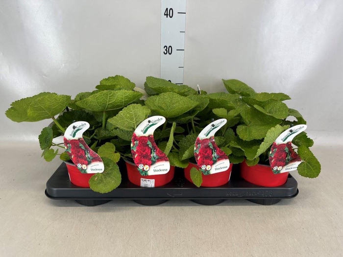 <h4>Alcea rosea</h4>