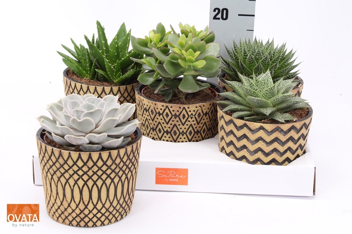 <h4>SUCC GEM 5 SRT</h4>