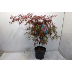 Acer Pa Garnet
