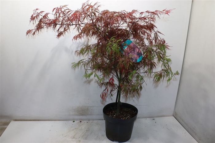 <h4>Acer Pa Garnet</h4>