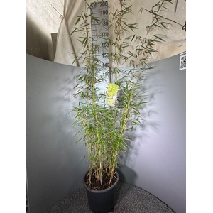 Fargesia Robusta ‘Campbell’ 20L