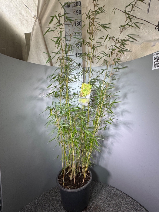 <h4>Fargesia Robusta ‘Campbell’ 20L</h4>