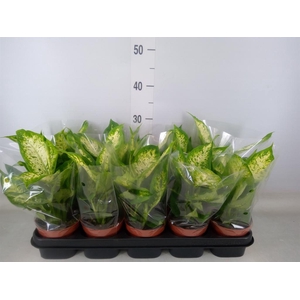 Dieffenbachia  'Compacta'