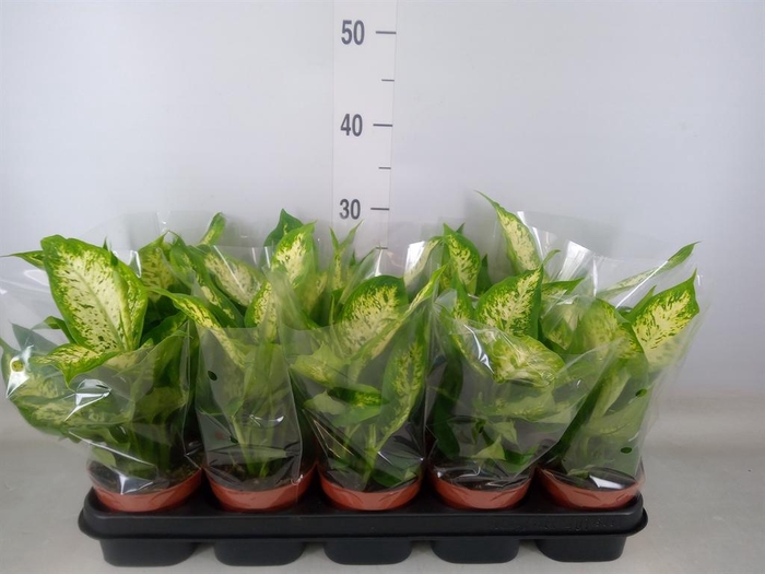 <h4>Dieffenbachia  'Compacta'</h4>