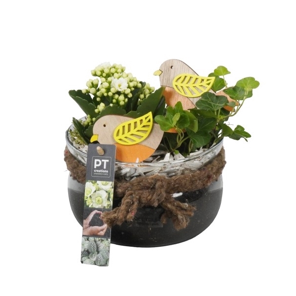 <h4>PTIG6863 Arrangement Indoor in glas schaal</h4>