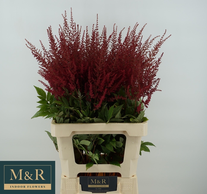 <h4>ASTIL AR PAUL GAARDE</h4>