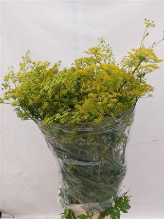 <h4>Pastinaak Venkel</h4>