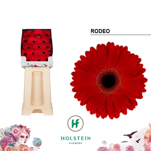 Gerbera Rodeo Diamond