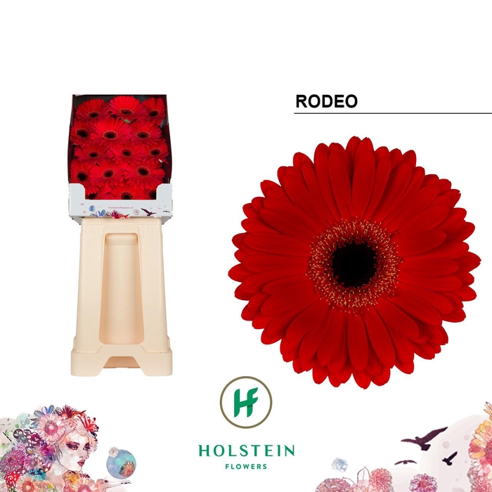 <h4>Gerbera Rodeo Diamond</h4>