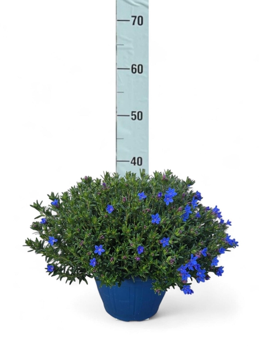 <h4>Glandora diffusa</h4>