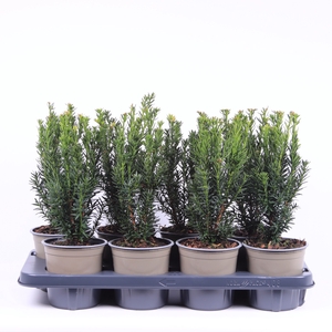 Taxus Media Hillii