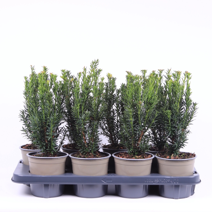 <h4>Taxus Media Hillii</h4>