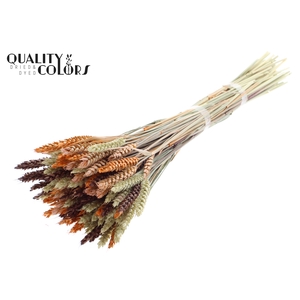 Triticum per bunch colourful 3