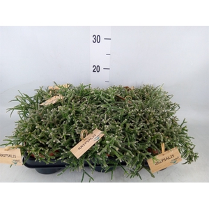 Rhipsalis pilocarpa