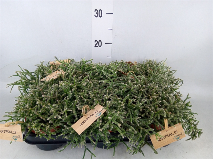 <h4>Rhipsalis pilocarpa</h4>
