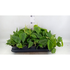 Philodendron scand.