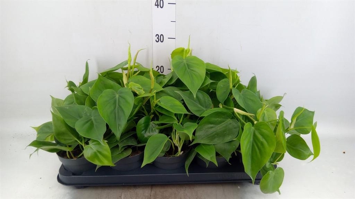 <h4>Philodendron scand.</h4>