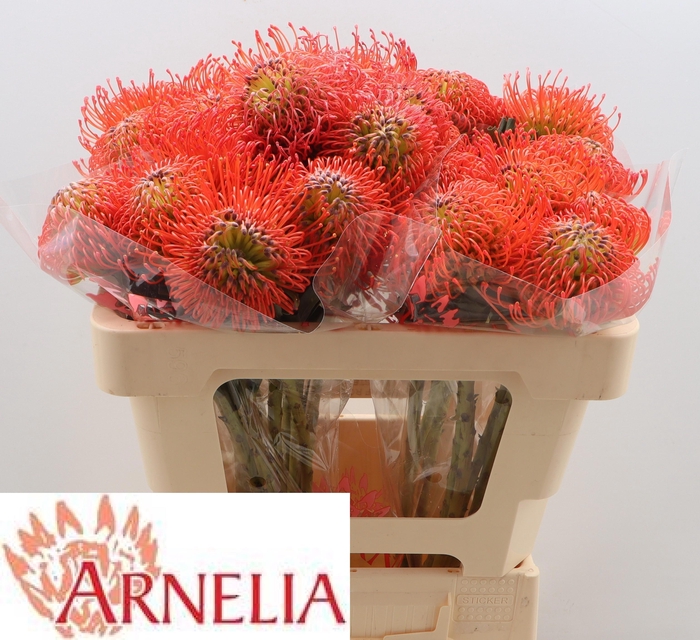 <h4>LEUCO CO SUCCESSION</h4>