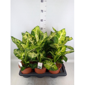 Dieffenbachia  'Sublime'