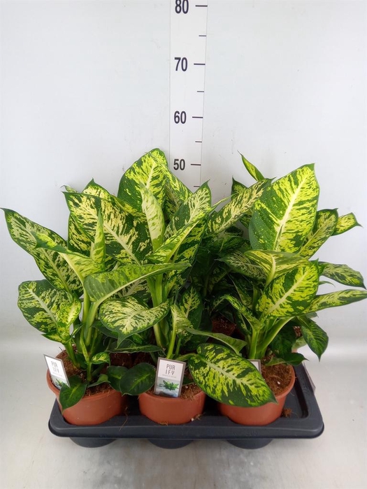 <h4>Dieffenbachia  'Sublime'</h4>