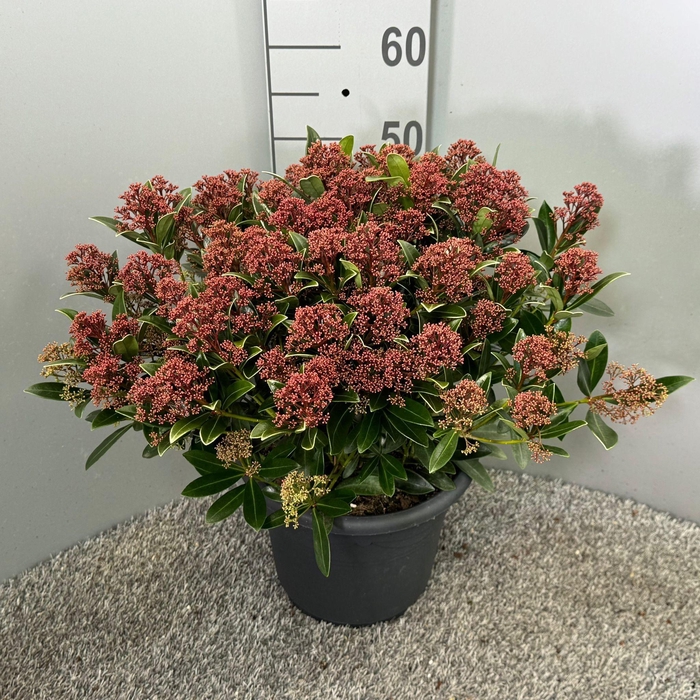 <h4>Skimmia japonica 'Rubesta'</h4>