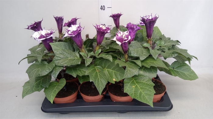 <h4>Datura   ...</h4>