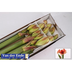 HIPPEASTRUM DG 'IRINIA'