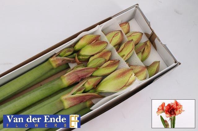 <h4>HIPPEASTRUM DG 'IRINIA'</h4>