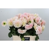 Dahlia Sweet Nathalie