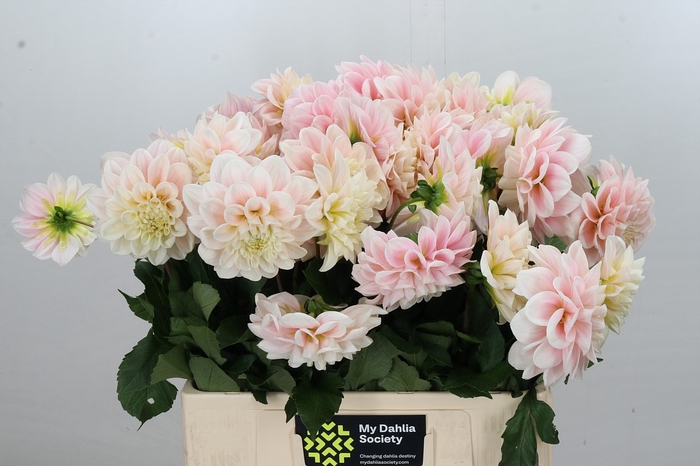 Dahlia Sweet Nathalie