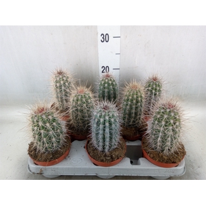 Pachycereus pringlei