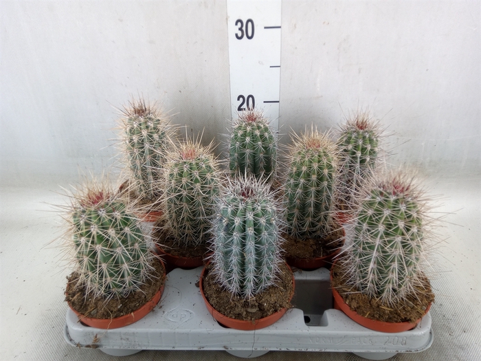<h4>Pachycereus pringlei</h4>