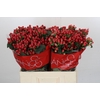 Hypericum True Romance