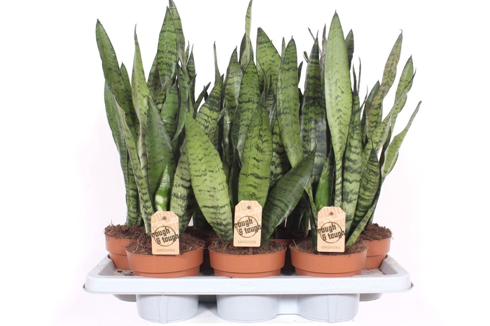 <h4>Sansevieria zeylanica</h4>