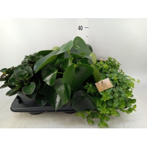 Peperomia   ...mix