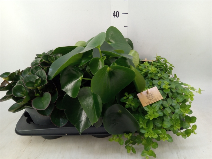 <h4>Peperomia   ...mix</h4>