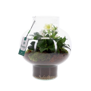 Green Bottle Laura Medium met Helleborus
