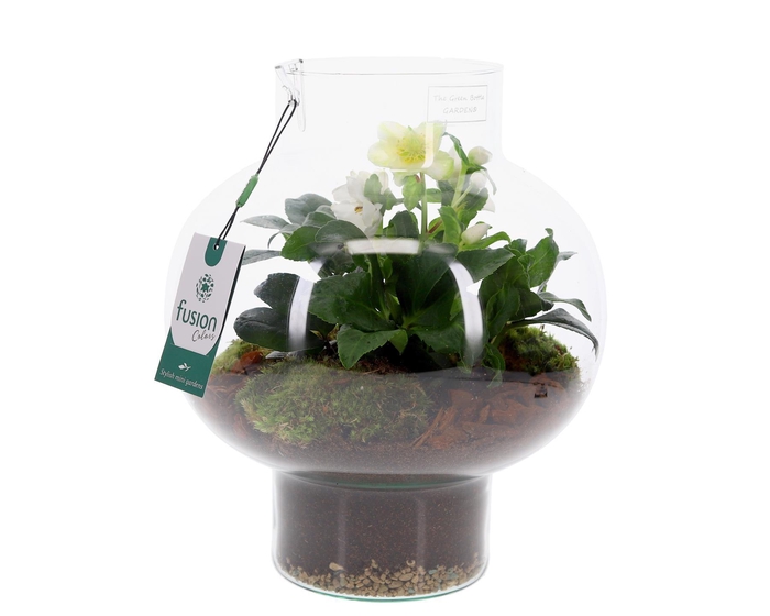 <h4>Green Bottle Laura Medium met Helleborus</h4>