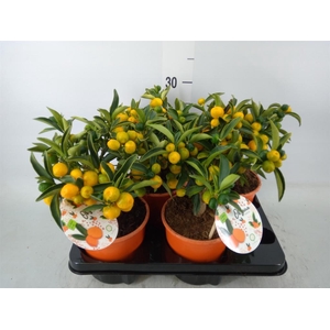 Fortunella margarita