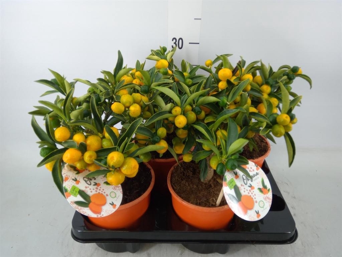 <h4>Fortunella margarita</h4>