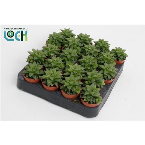 <h4>Haworthia Cymbiformis</h4>